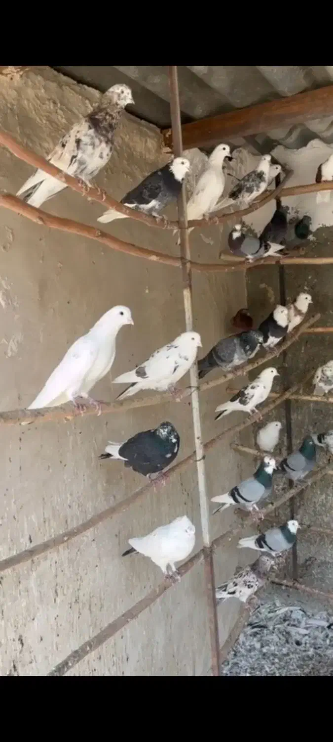 فروش کبوتر|پرنده|کهریزک, |دیوار