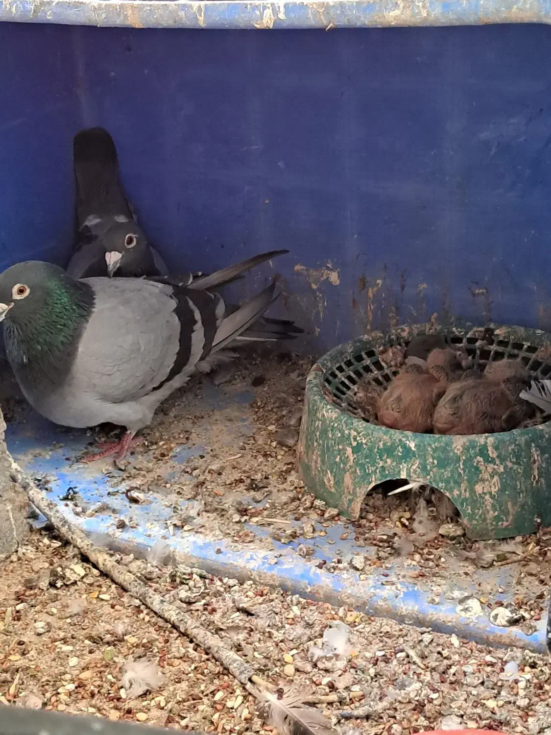 کبوتر معاوضه|پرنده|بوشهر, |دیوار