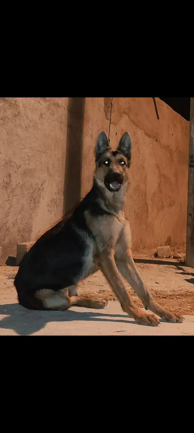 سگ ژرمن|سگ|اهواز, غیزانیه|دیوار