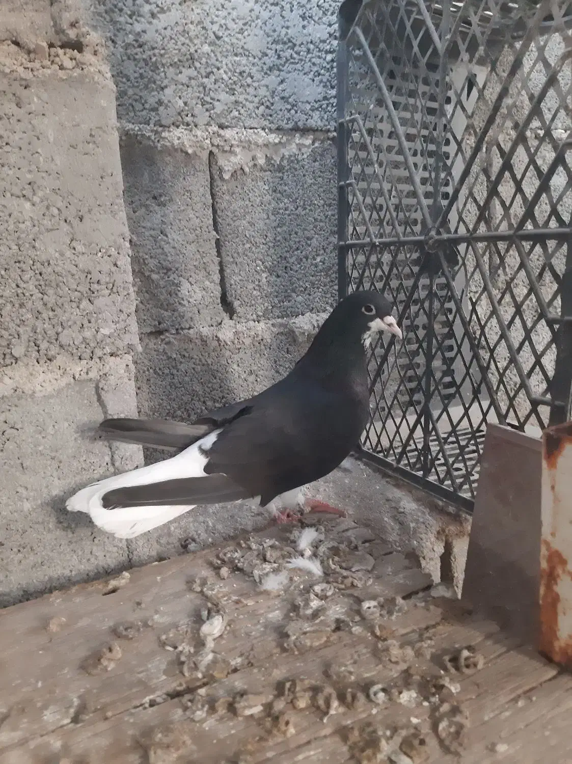 خوشرنگ سیاه نر|پرنده|آبپخش, |دیوار