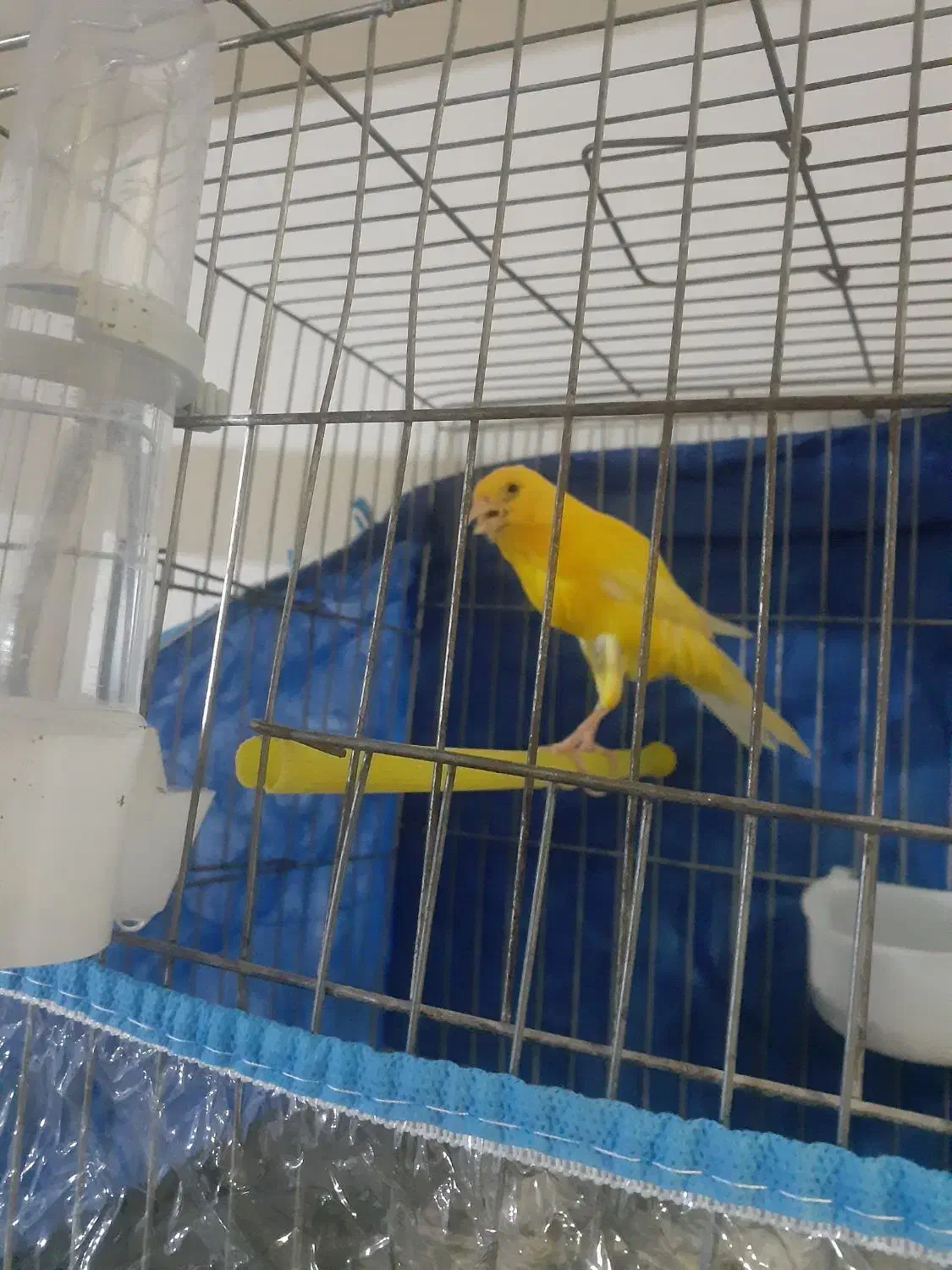 قناری طلایی ماده|پرنده|شیراز, شهرک مطهری|دیوار