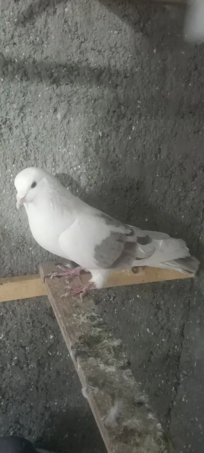 ۷طوق کبوتر|پرنده|شاهرود, |دیوار