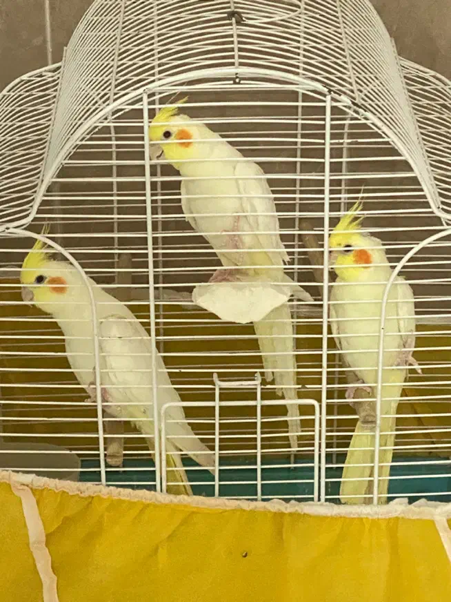 فروش عروس هلندی ماده لتینو بالغ اماده جفت گیری|پرنده|یزد, |دیوار