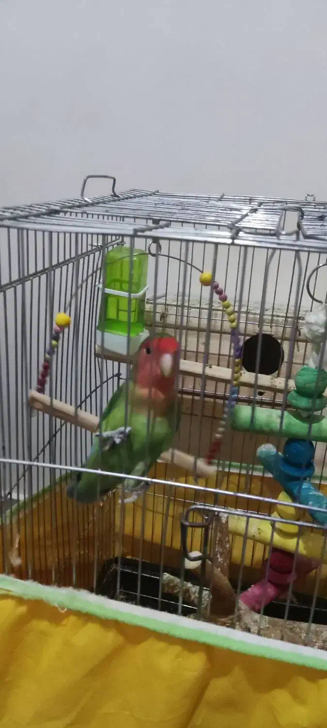 طوطی برزیلی جفت،خیلی خوش رنگ|پرنده|مشکیندشت, |دیوار