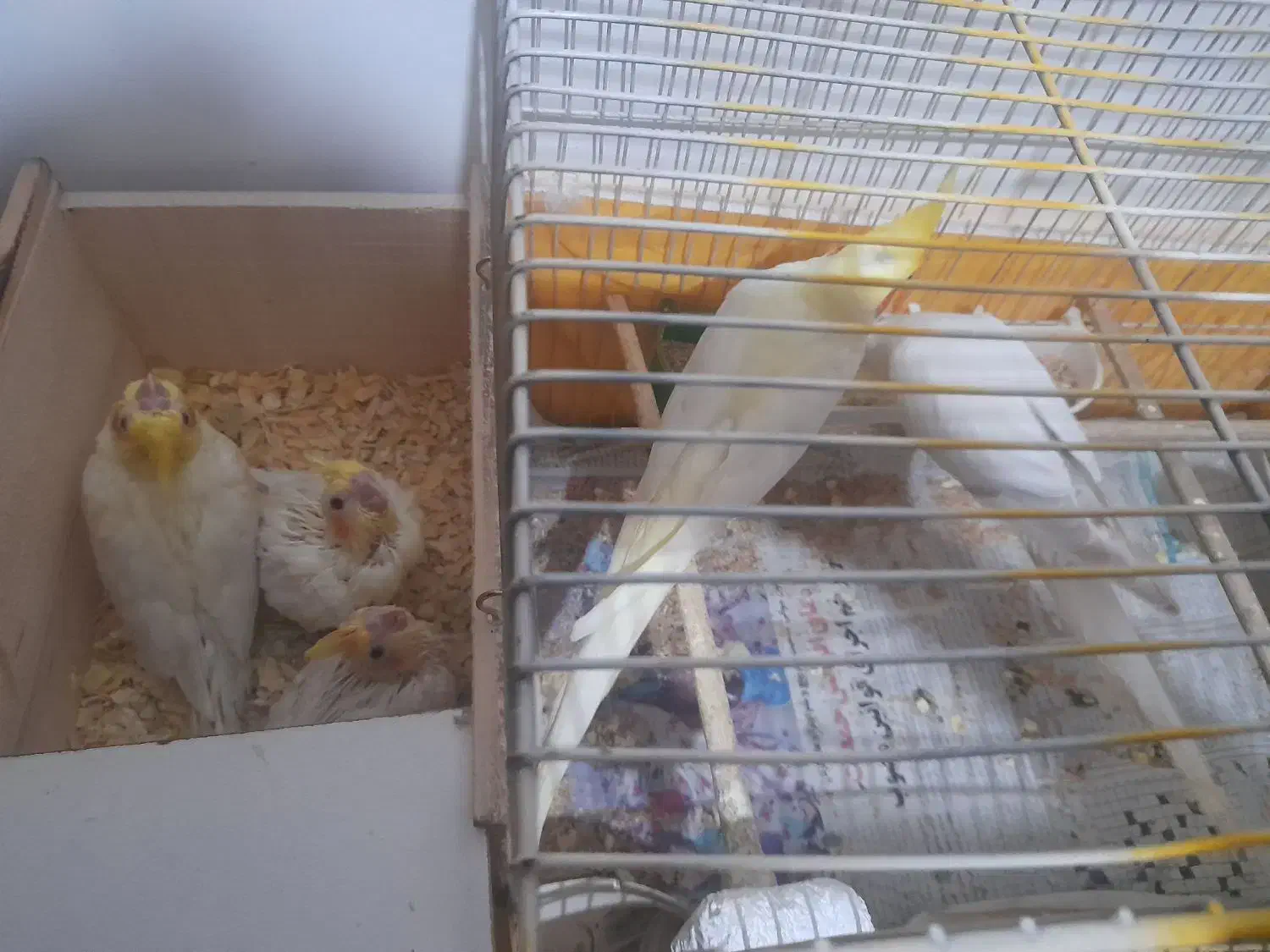 عروس هلندی مولد ب همراه جوجه|پرنده|خرم‌آباد (تنکابن), |دیوار