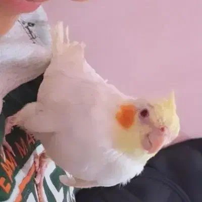 عروس هلندی لوتینو چشم شرابی|پرنده|برازجان, |دیوار