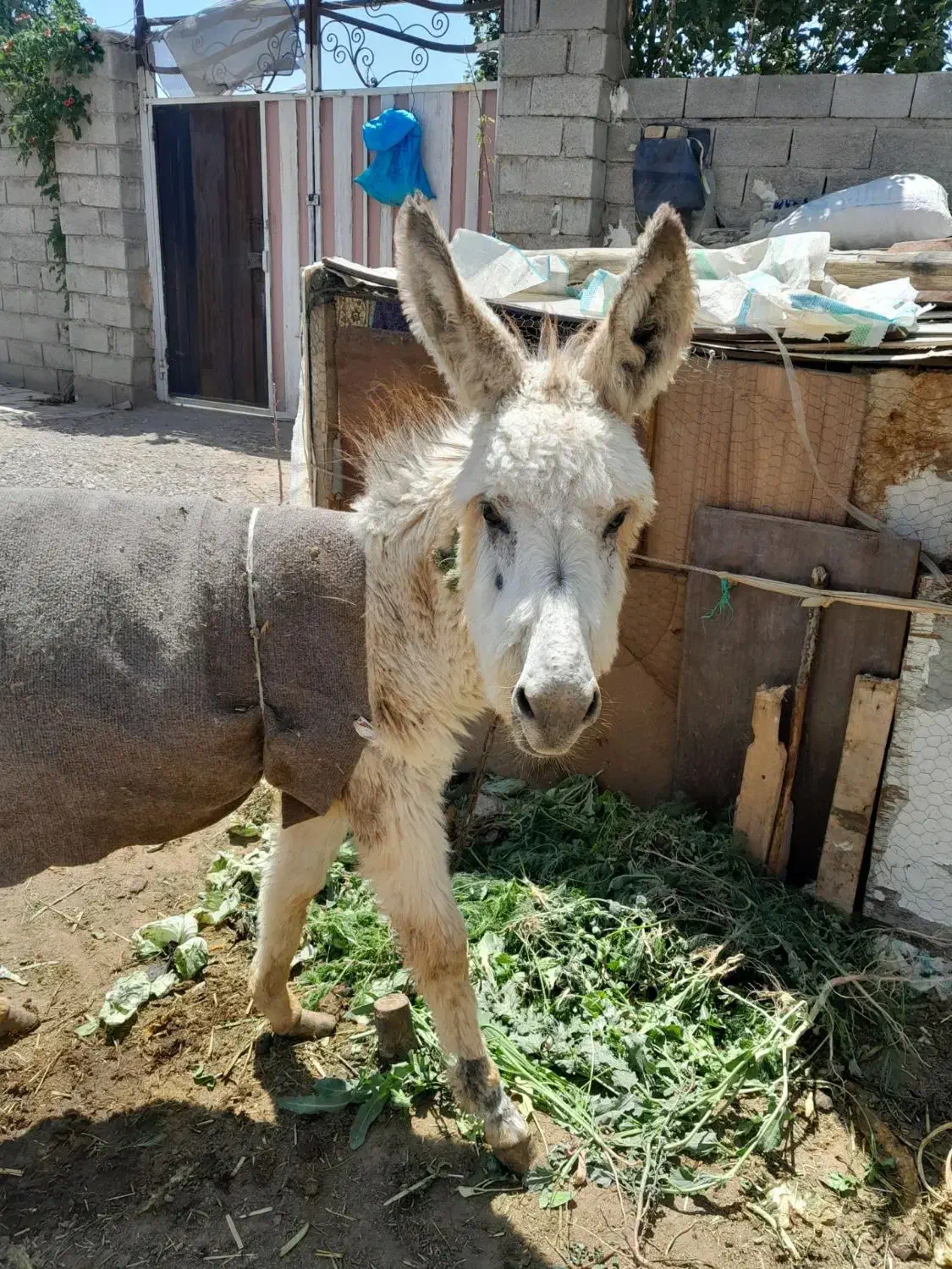 الاغ کوچولو ۶ ماه هس ماده هم هس|حیوانات مزرعه|صوفیان, |دیوار