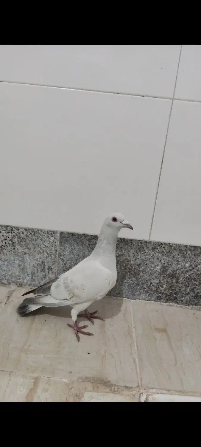 کفتر سبز کرمانی|پرنده|بیرجند, |دیوار