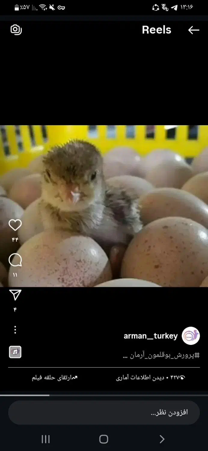 جوجه بوقلمون|حیوانات مزرعه|پاکدشت, پاکدشت (مامازند)|دیوار