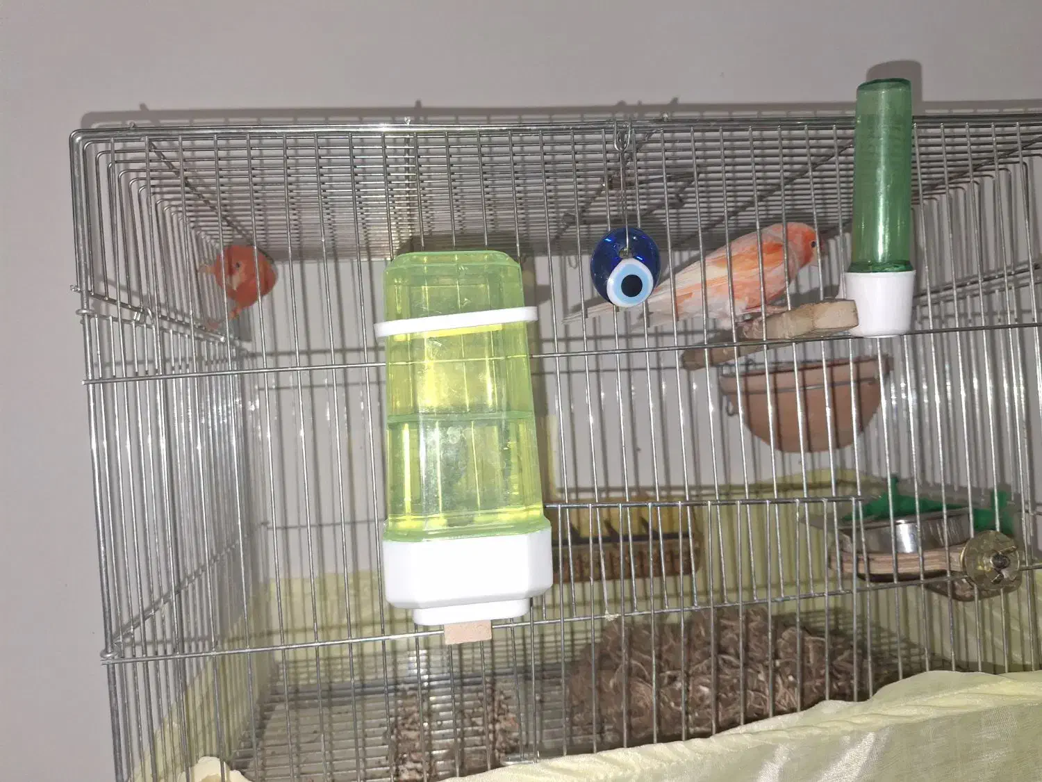 قناری رد فکتور|پرنده|اهواز, سپیدار|دیوار