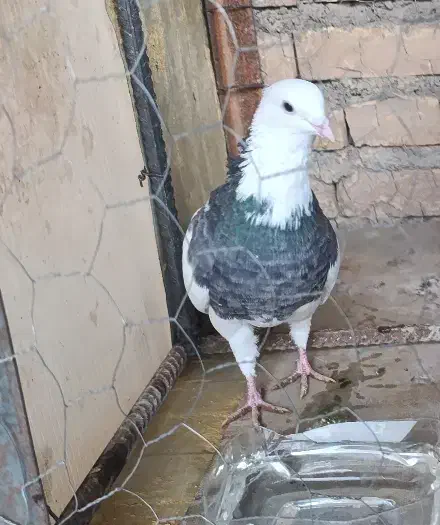 گمشده|حیوانات|لردگان, |دیوار