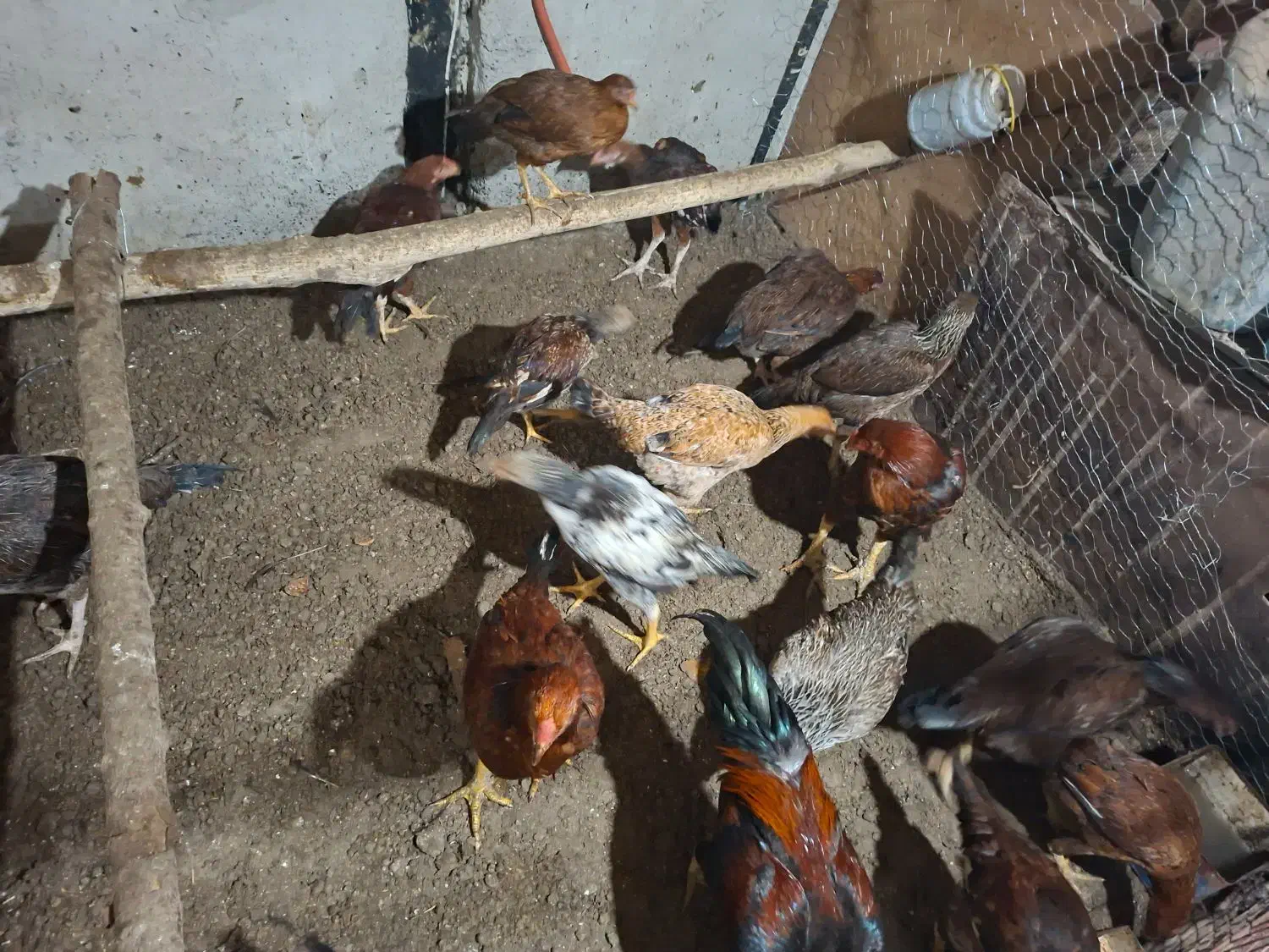 فروش مرغ و خروس لاری|حیوانات مزرعه|سردشت, |دیوار