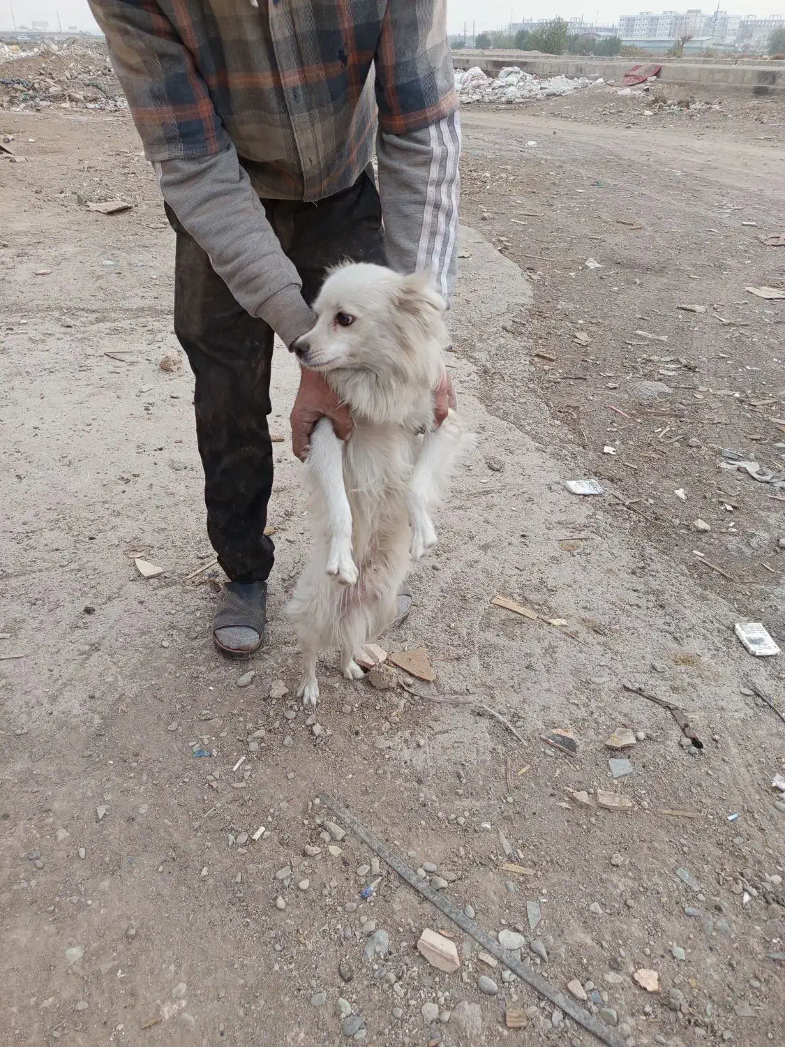 سگ پا کوتاه نر فروشی|سگ|اسلامشهر, شهرک قائمیه|دیوار