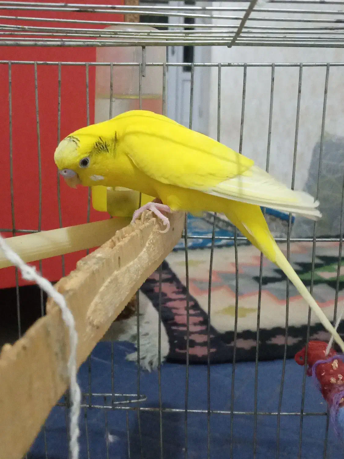 مرغ عشق|پرنده|بیجار, |دیوار