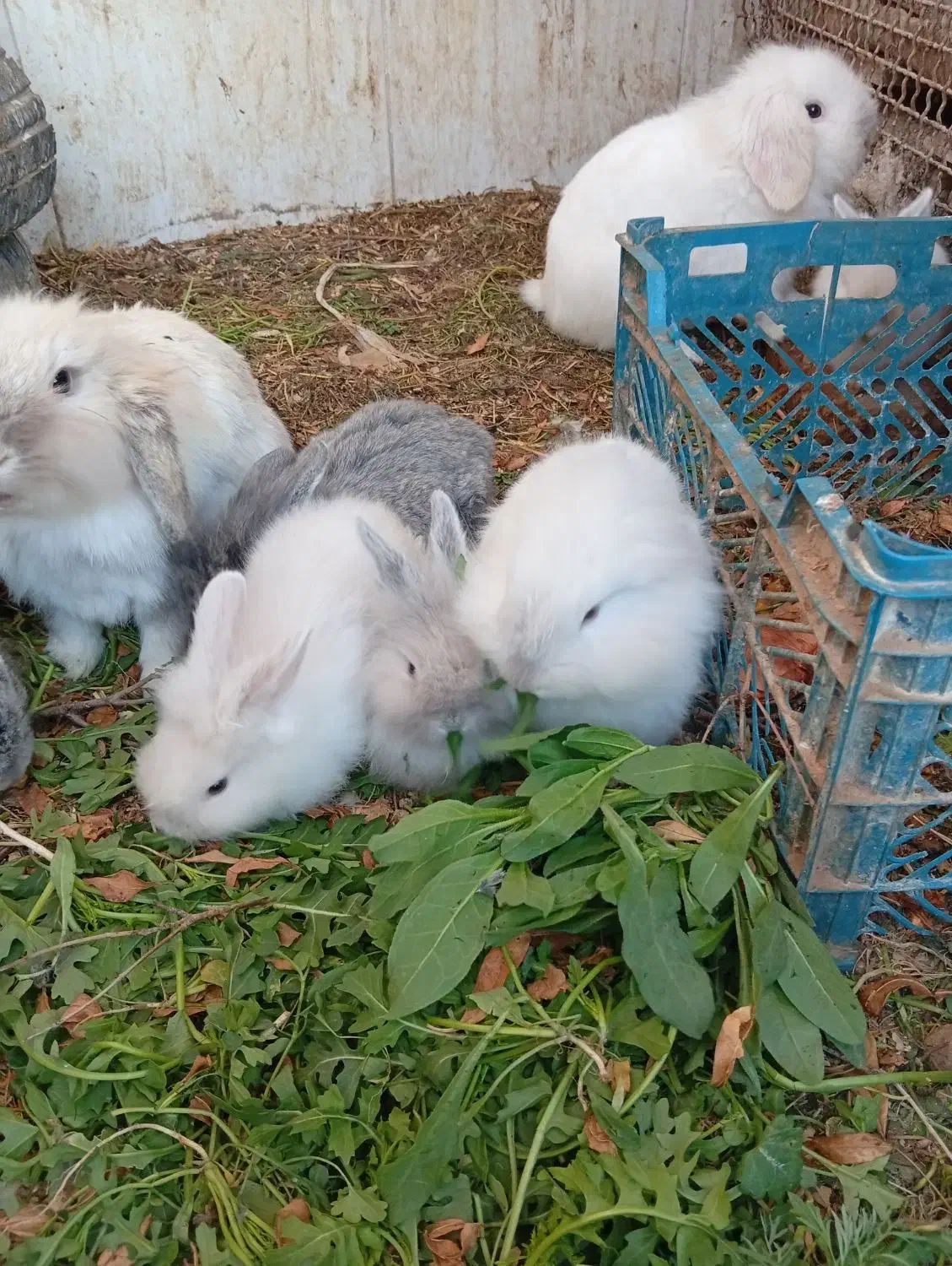 بچه خرگوش های لوپ|موش و خرگوش|یزد, |دیوار