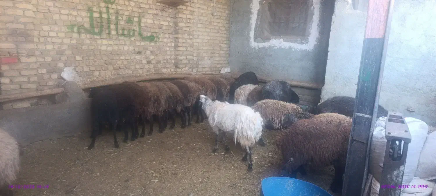 50کیلو 7ملیون|حیوانات مزرعه|کرج, فاز ۳ گوهردشت|دیوار