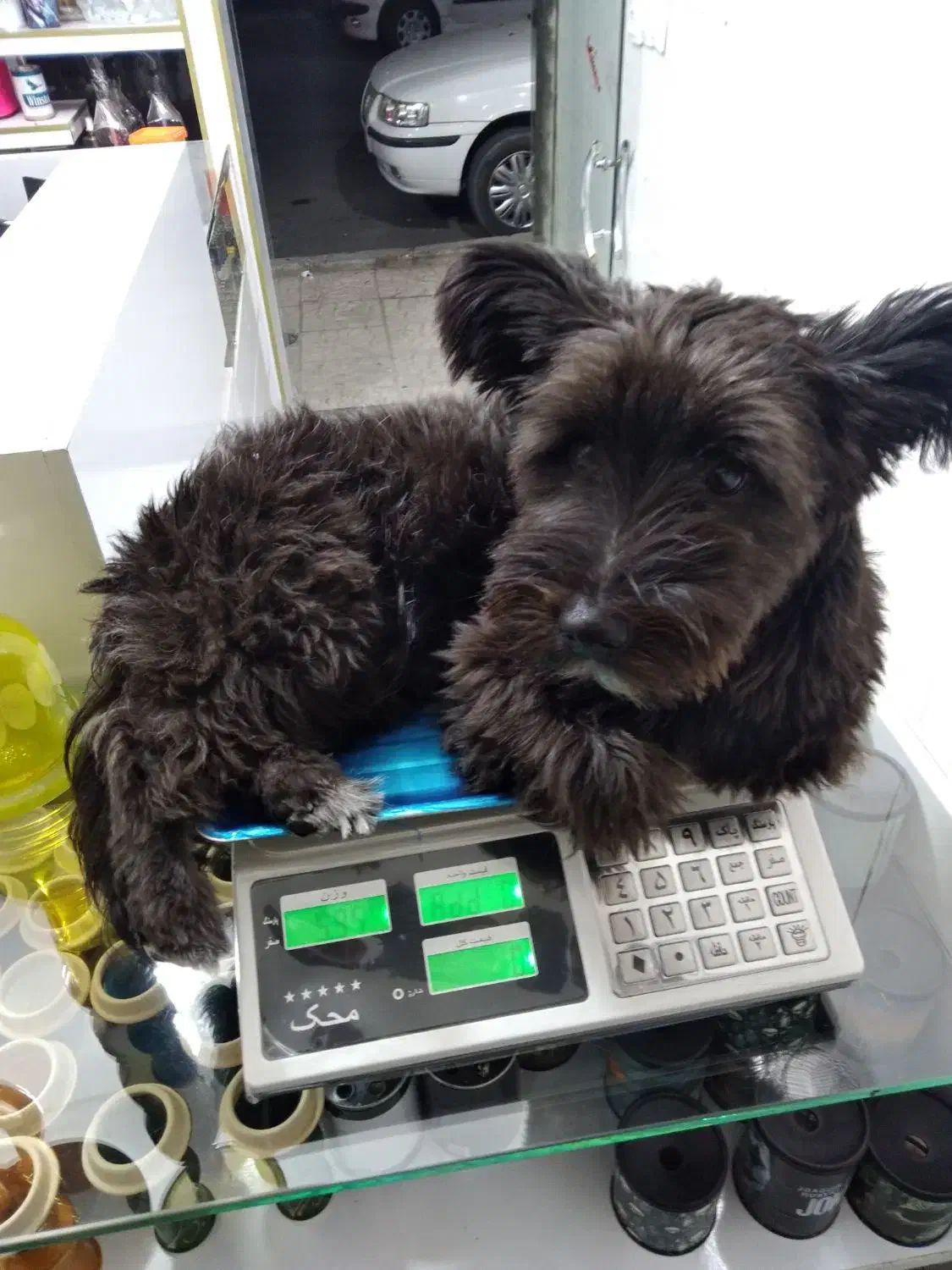 واگذاری سگ|سگ|محمدیه-قزوین, |دیوار