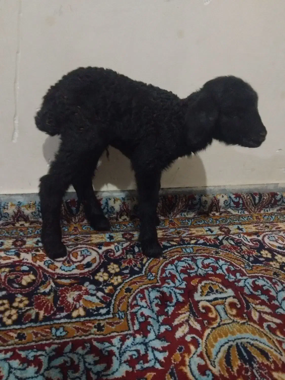 بره|حیوانات مزرعه|رباط‌کریم, رباط‌کریم|دیوار