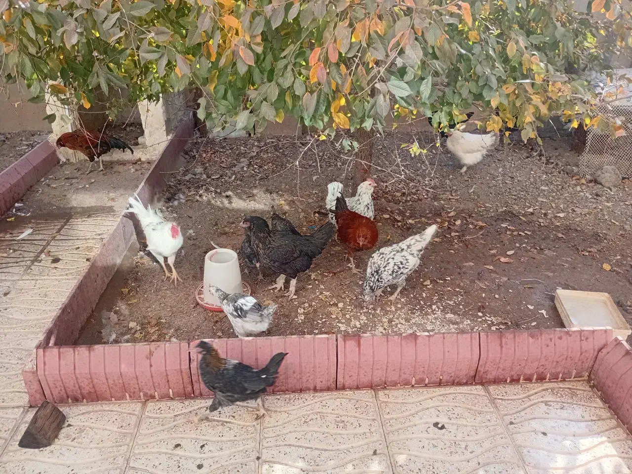 فروش مرغ و خروس|حیوانات مزرعه|ترکمانچای, |دیوار