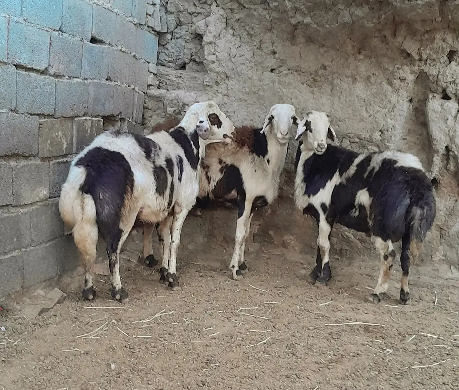 فروش دو عدد بره قوچ دوشیره و قوچ یک شیره|حیوانات مزرعه|بروجرد, |دیوار
