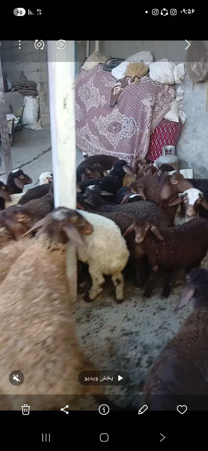 میش بره|حیوانات مزرعه|باوله, |دیوار