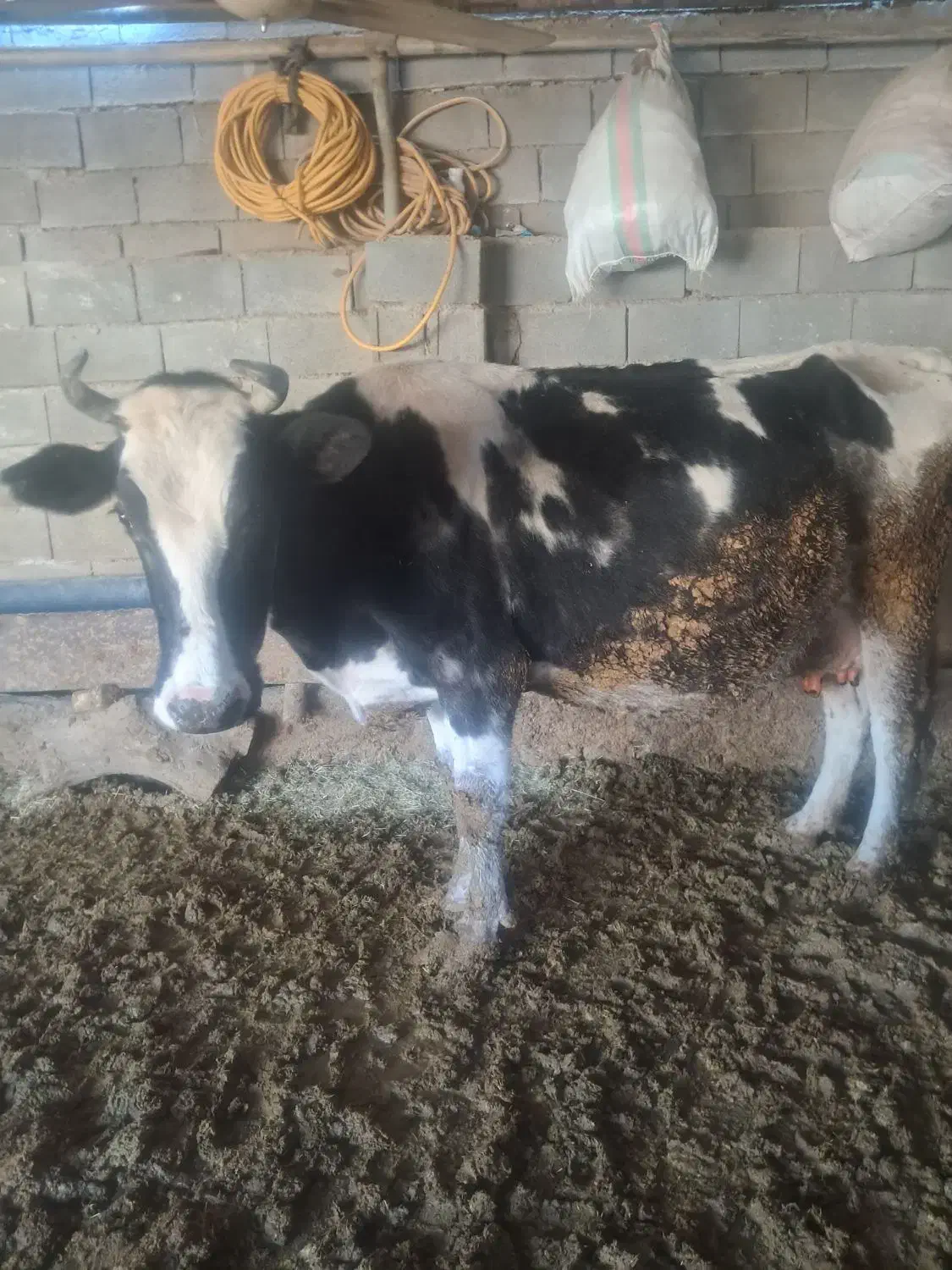 گاوفروشی|حیوانات مزرعه|چیتاب, |دیوار