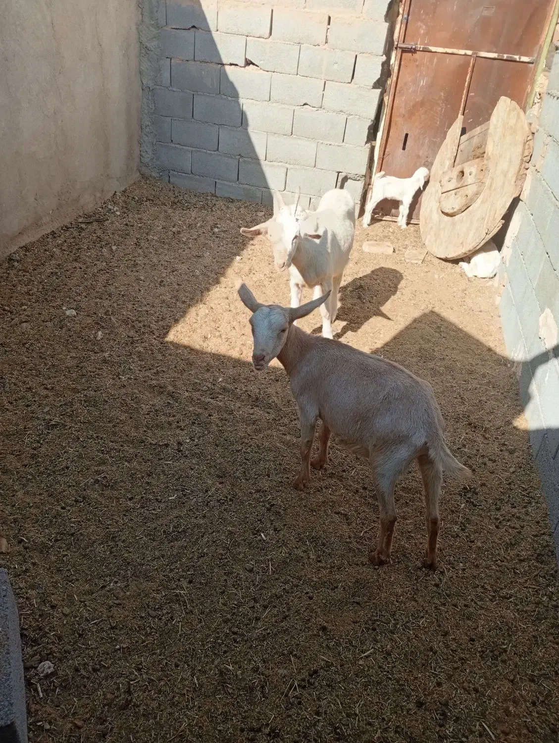 بز وکره|حیوانات مزرعه|مهریز, |دیوار