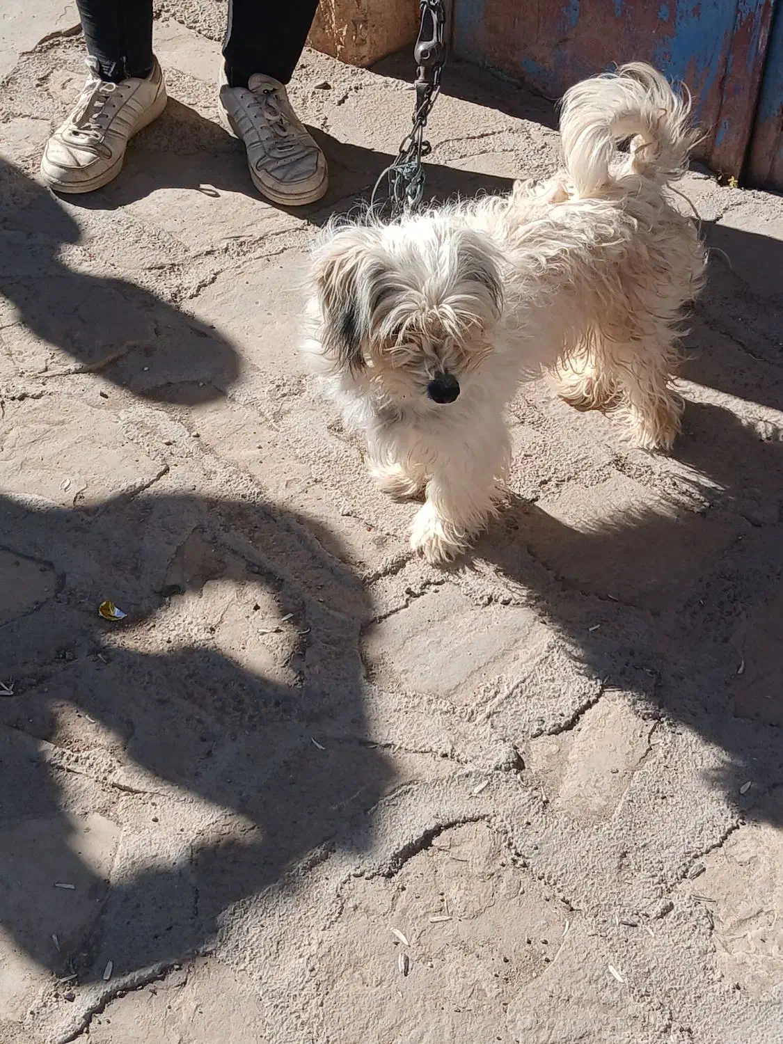 سگ پاکوتاه|سگ|ابهر, |دیوار