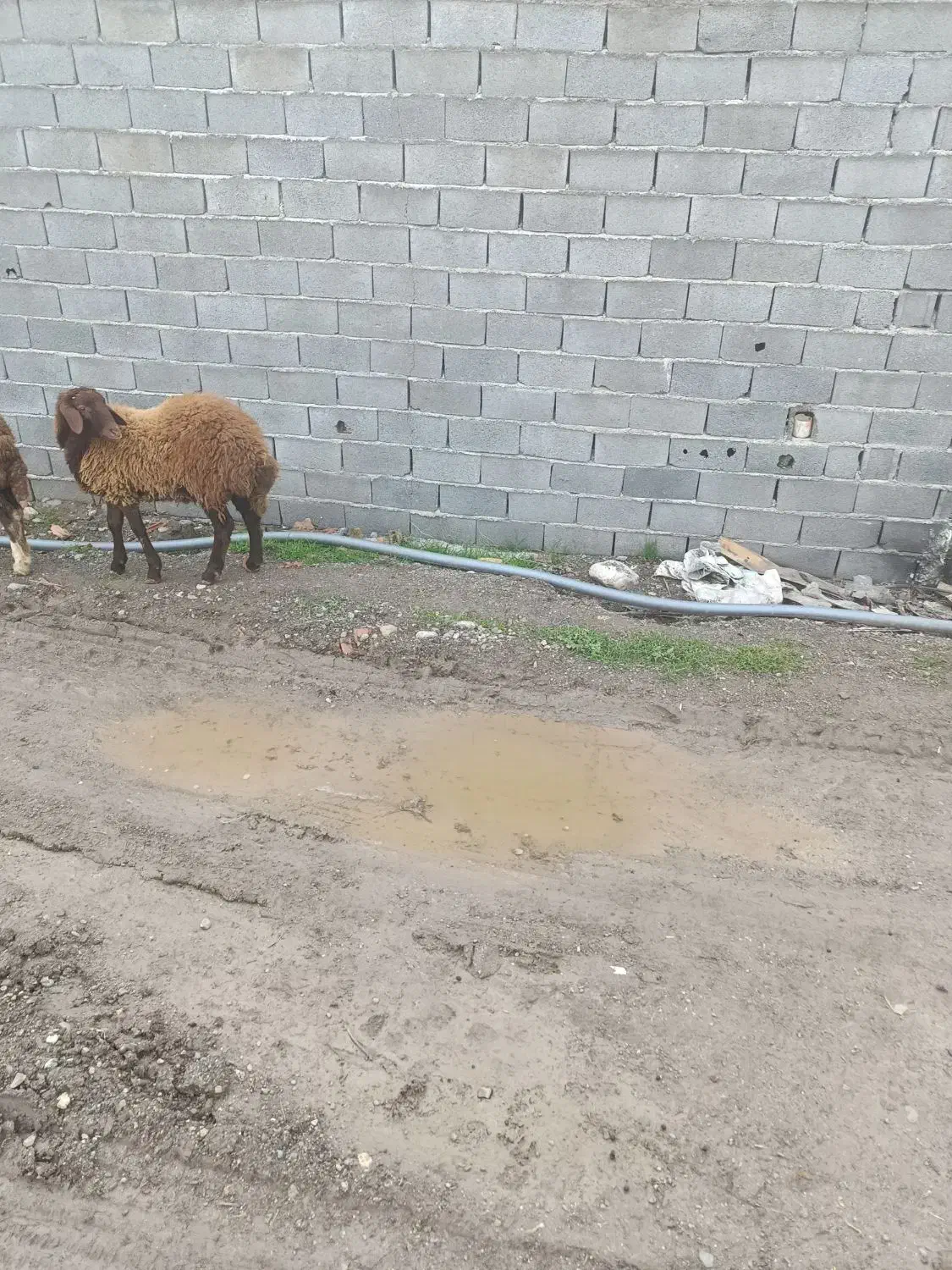 بر نره|حیوانات مزرعه|مزرعه کتول, |دیوار