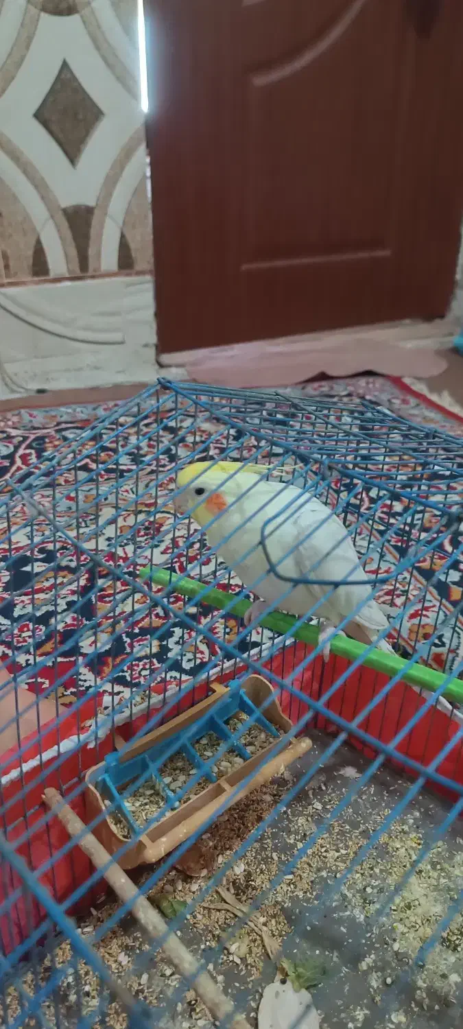 عروس پاریس|پرنده|اهواز, کوی باهنر|دیوار