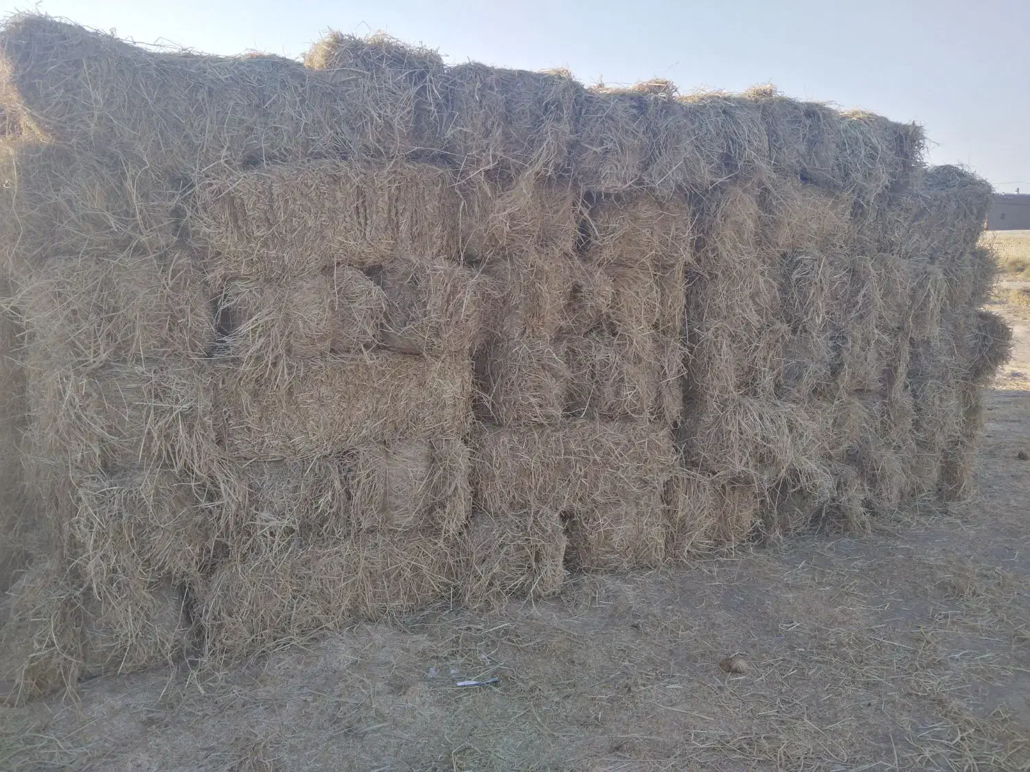 شالی|خدمات باغبانی و درختکاری|طاغنکوه, |دیوار