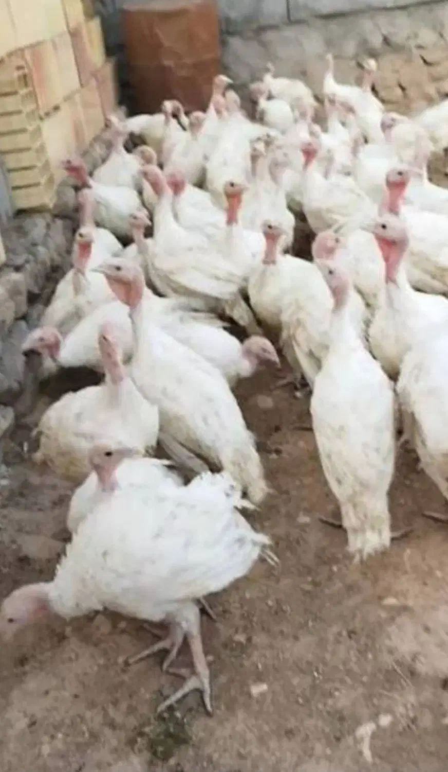 بوقلمون گوشتی زنده|حیوانات مزرعه|آشخانه, |دیوار