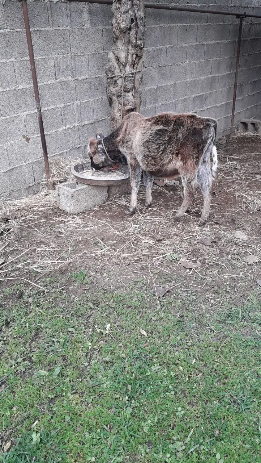 گوساله نرچالوسی|حیوانات مزرعه|گوراب زرمیخ, |دیوار