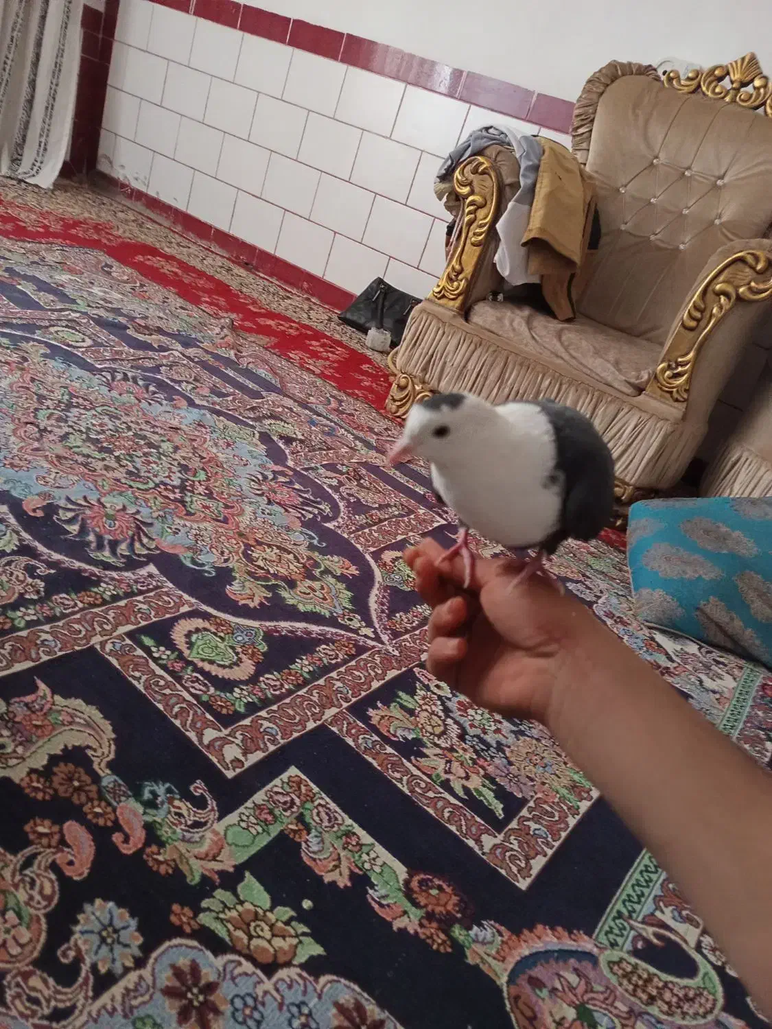 کفتر دستی|پرنده|یزدان شهر, |دیوار