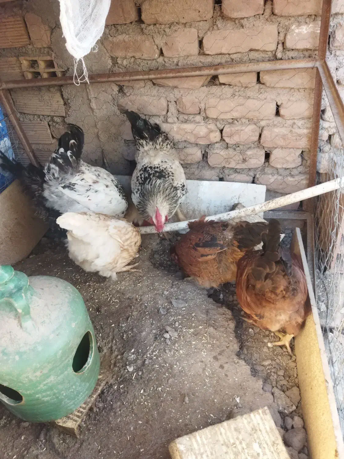 مرغ و خروس|حیوانات مزرعه|بم, |دیوار