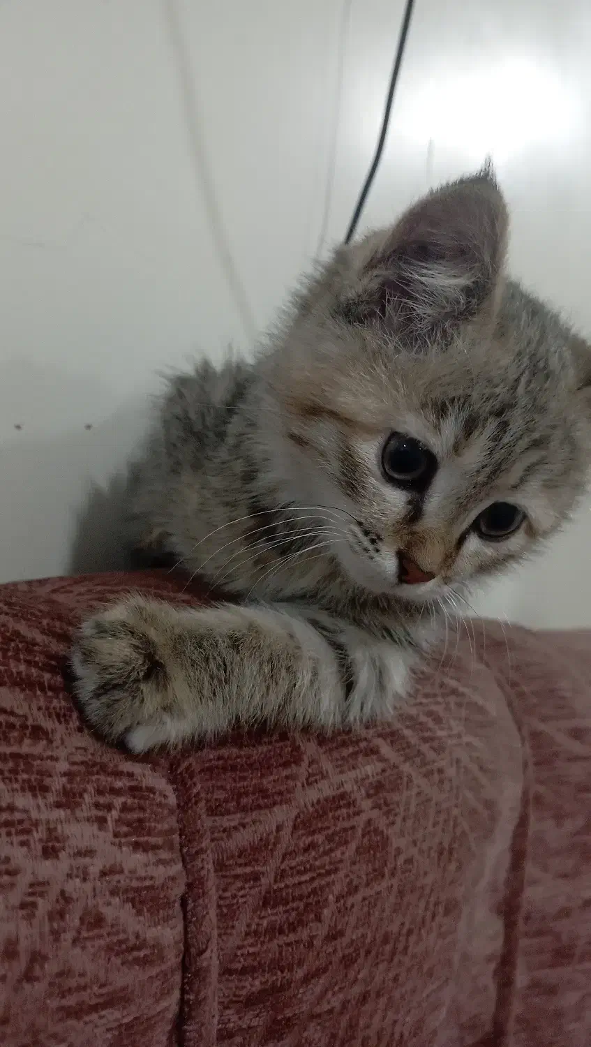 گربه گمشده|حیوانات|دورود, |دیوار