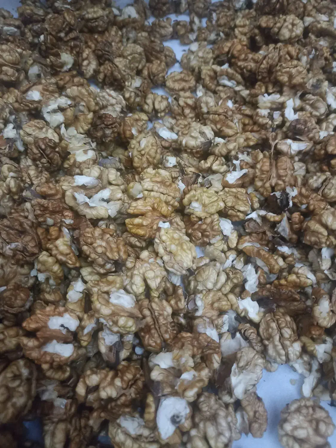 فروش گردو ییلاقی سفیدوپرچرب|خوردنی و آشامیدنی|ساری, |دیوار