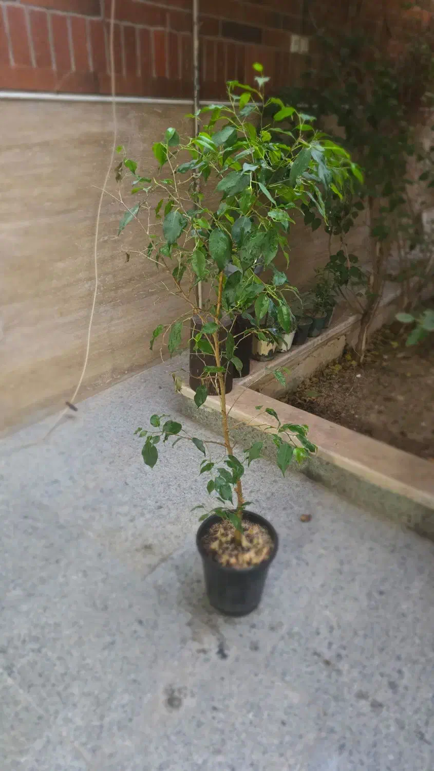 فروش چند گلدان طبیعی و سالم|گل و گیاه طبیعی|قم, باجک سه|دیوار