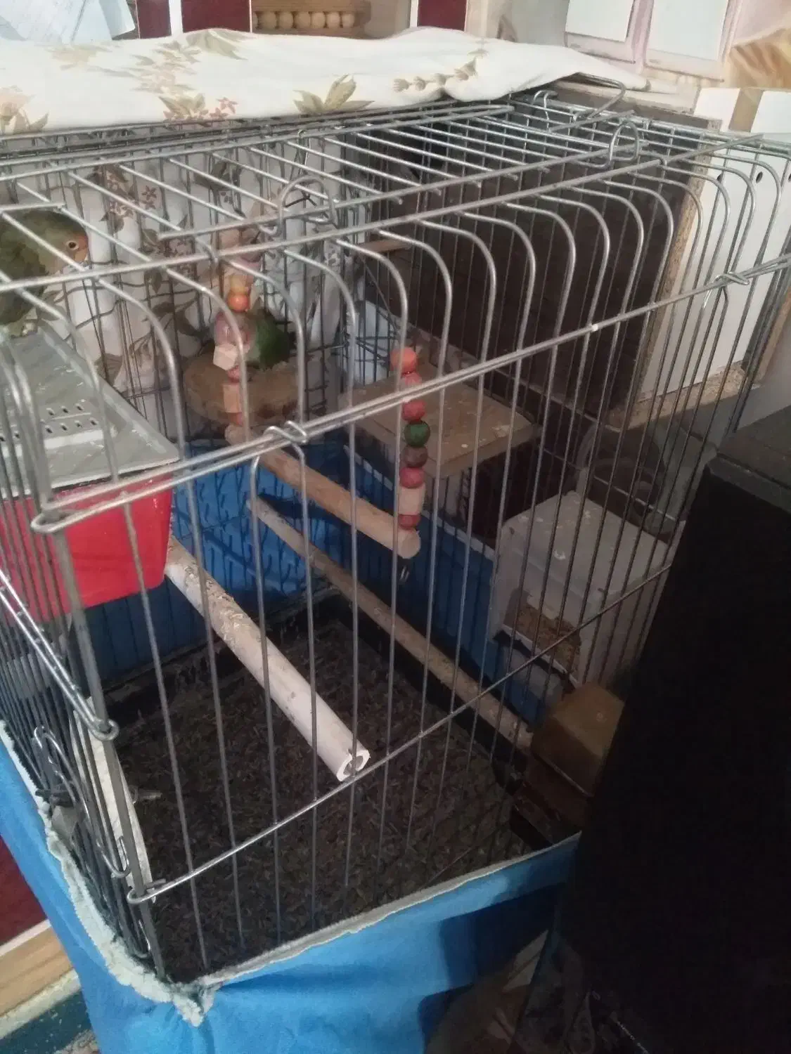 طوطی برزیلی|پرنده|ماهدشت, |دیوار