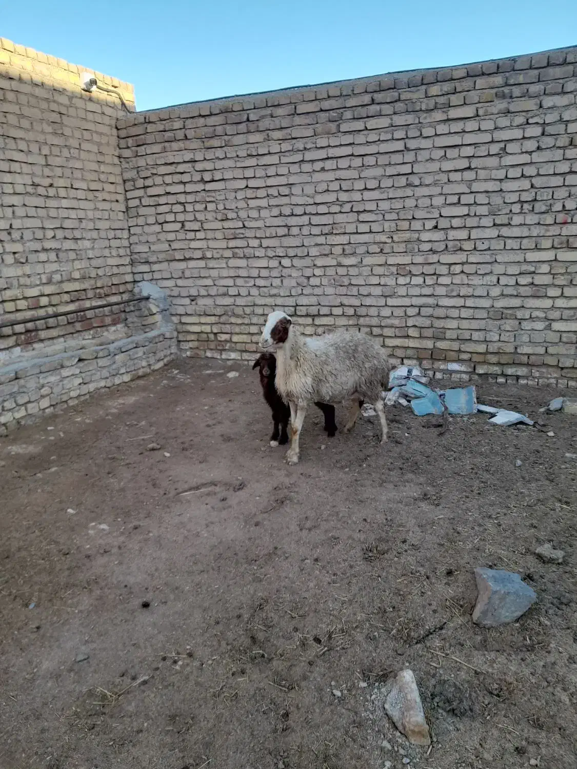 میش وبره|حیوانات مزرعه|گلپایگان, |دیوار