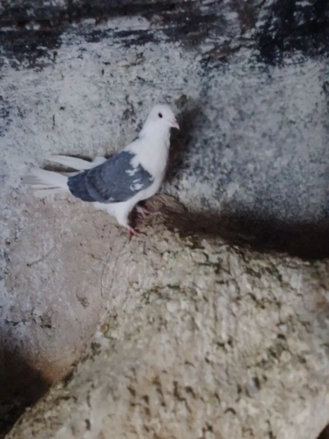 دوکت ماده بلندگرد|پرنده|ملایر, |دیوار