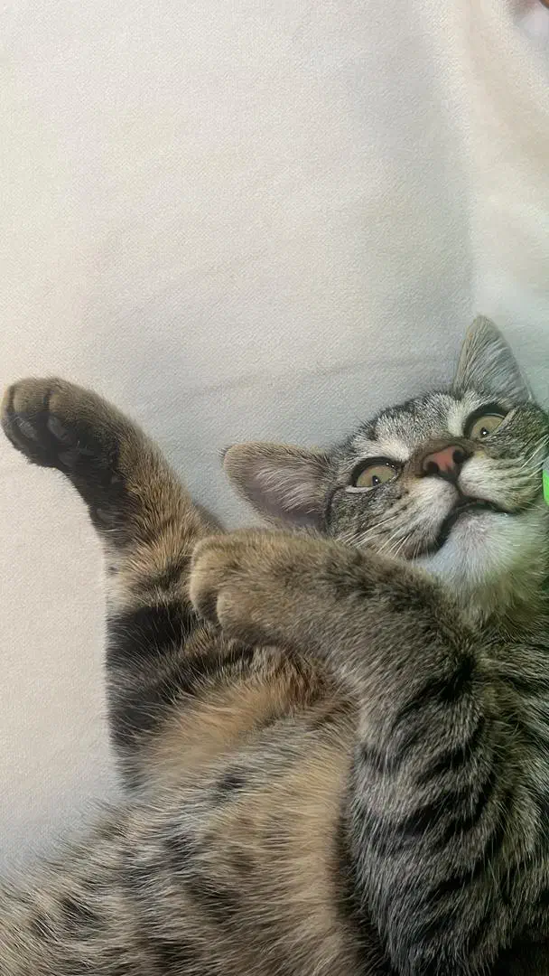 گربه ی خانگی ماده / ۴ماهه|گربه|رودسر, |دیوار