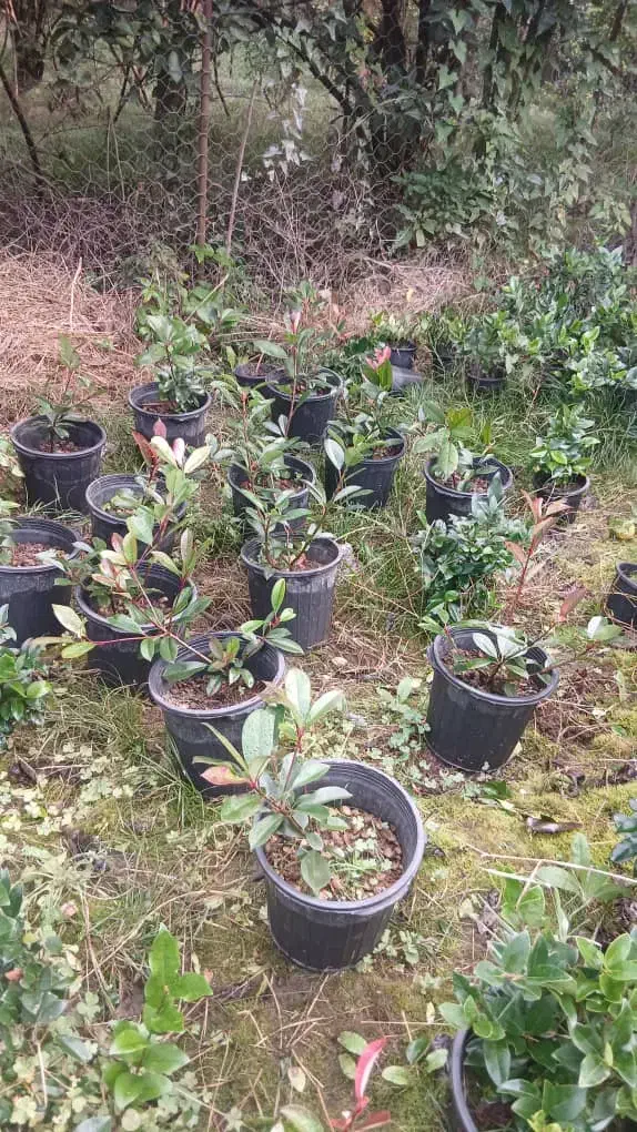 فتونیا|گل و گیاه طبیعی|کلاچای, |دیوار