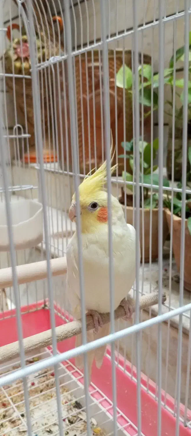 یک عدد عروس هلندی|پرنده|شیراز, پودنک|دیوار