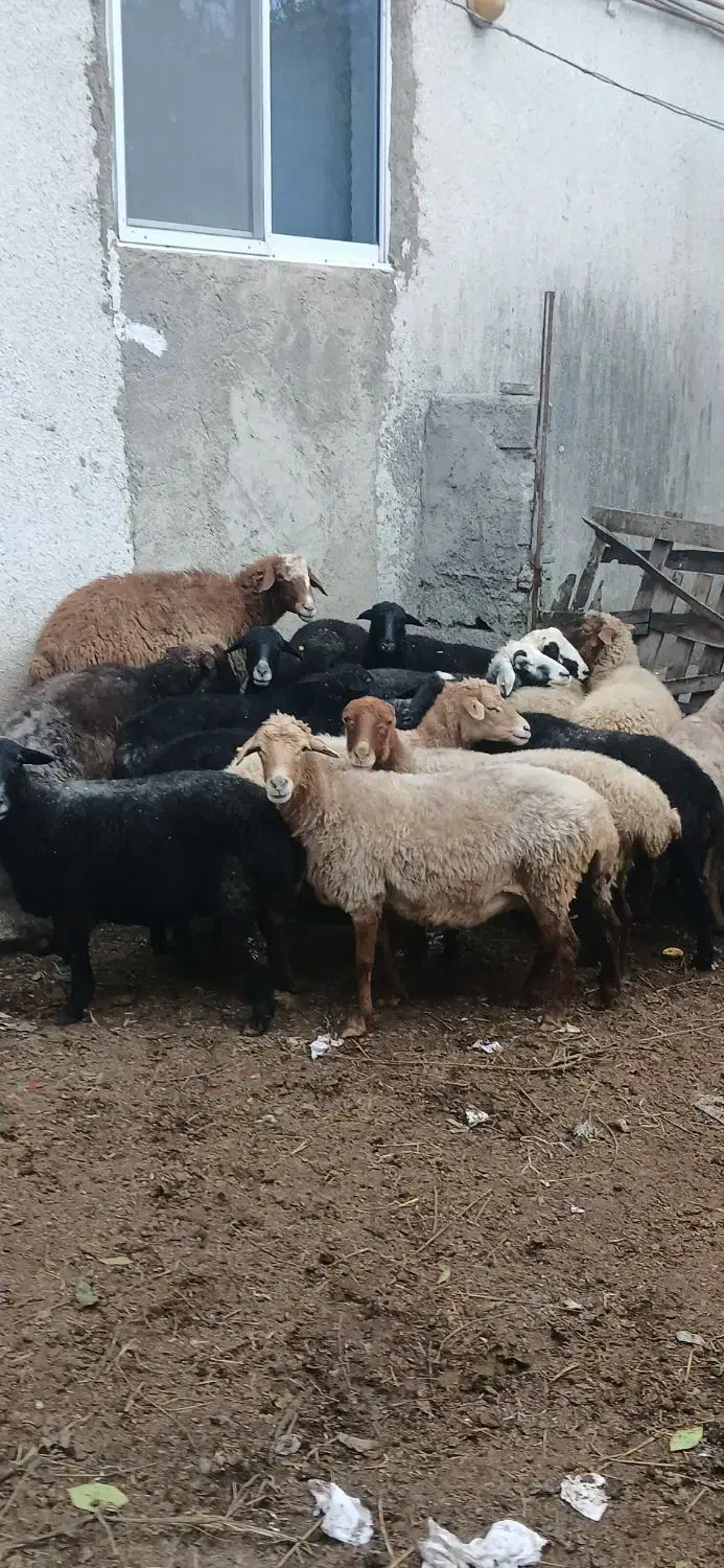 گوسفند آبستن|حیوانات مزرعه|بابکان, |دیوار