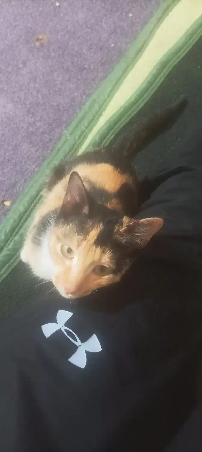 گربه|گربه|گرگان, |دیوار