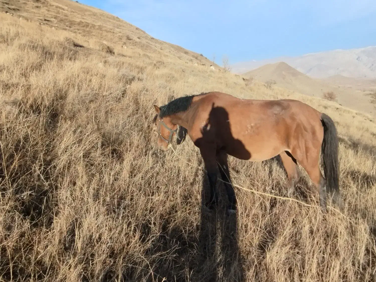اسب مادیان همراه کره نر ۲ ماهه|اسب و تجهیزات اسب‌سواری|تبریز, |دیوار