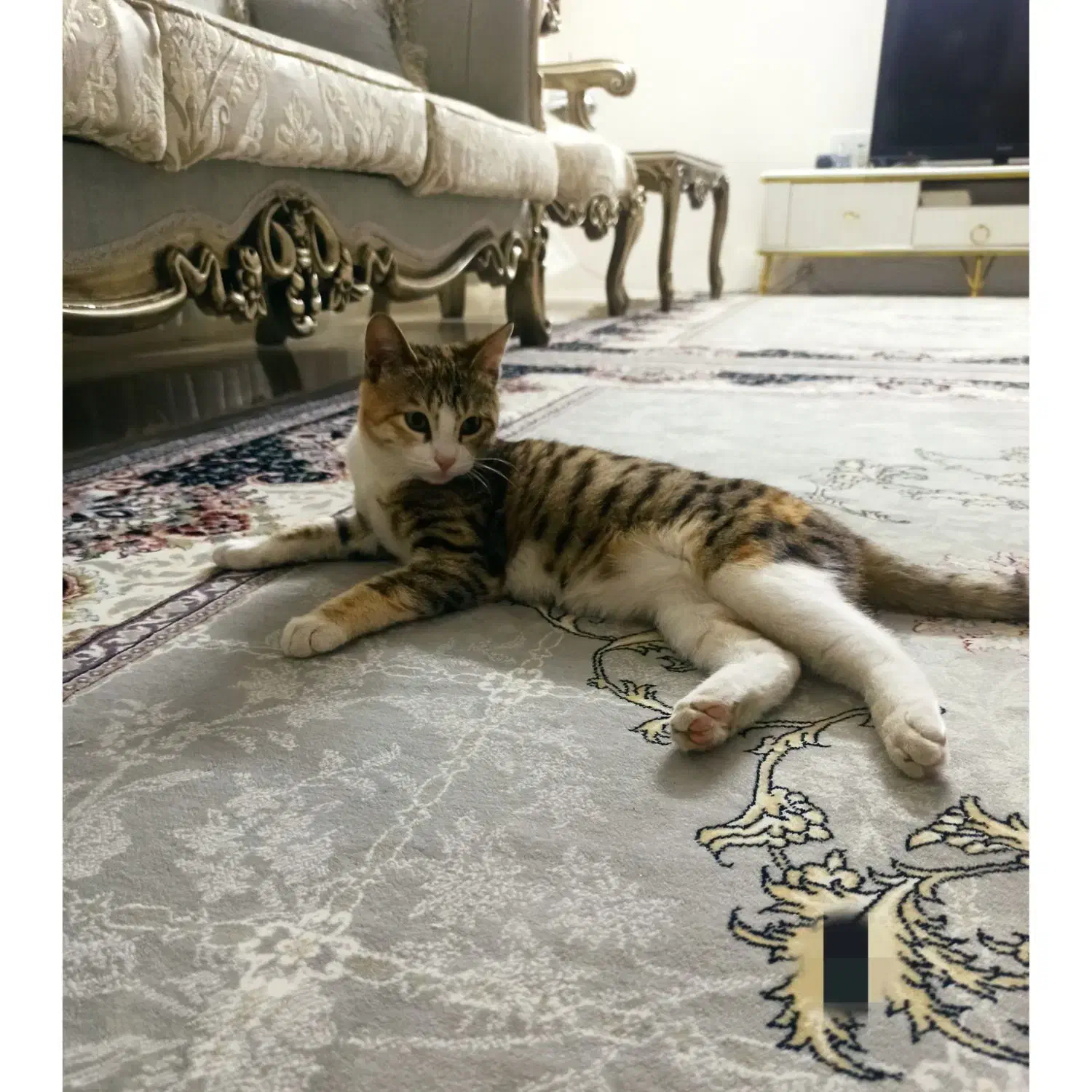 گربه ۴ماهه واکسن زده کاملا دستی|گربه|دامغان, |دیوار