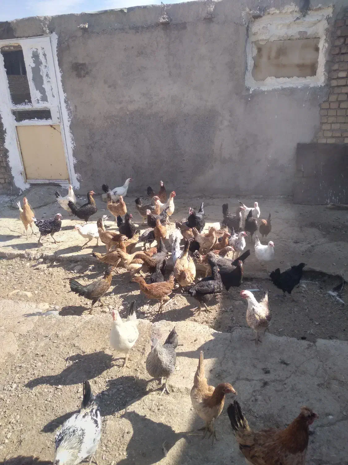 مرغ جوجه|حیوانات مزرعه|بیرانوند, |دیوار