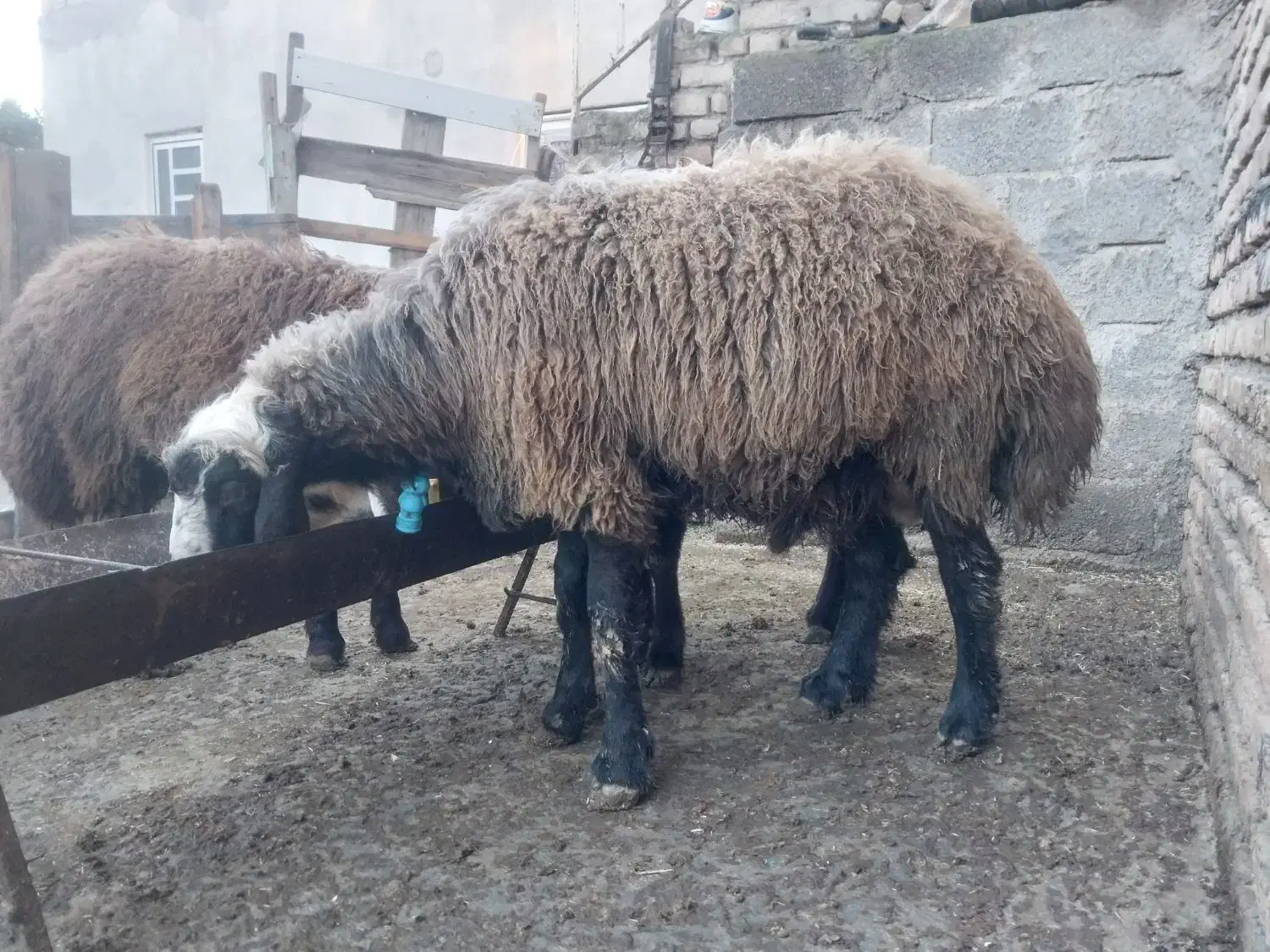 برهنرچاقوخمیر|حیوانات مزرعه|سیمین شهر, |دیوار